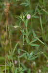 American bird's-foot trefoil